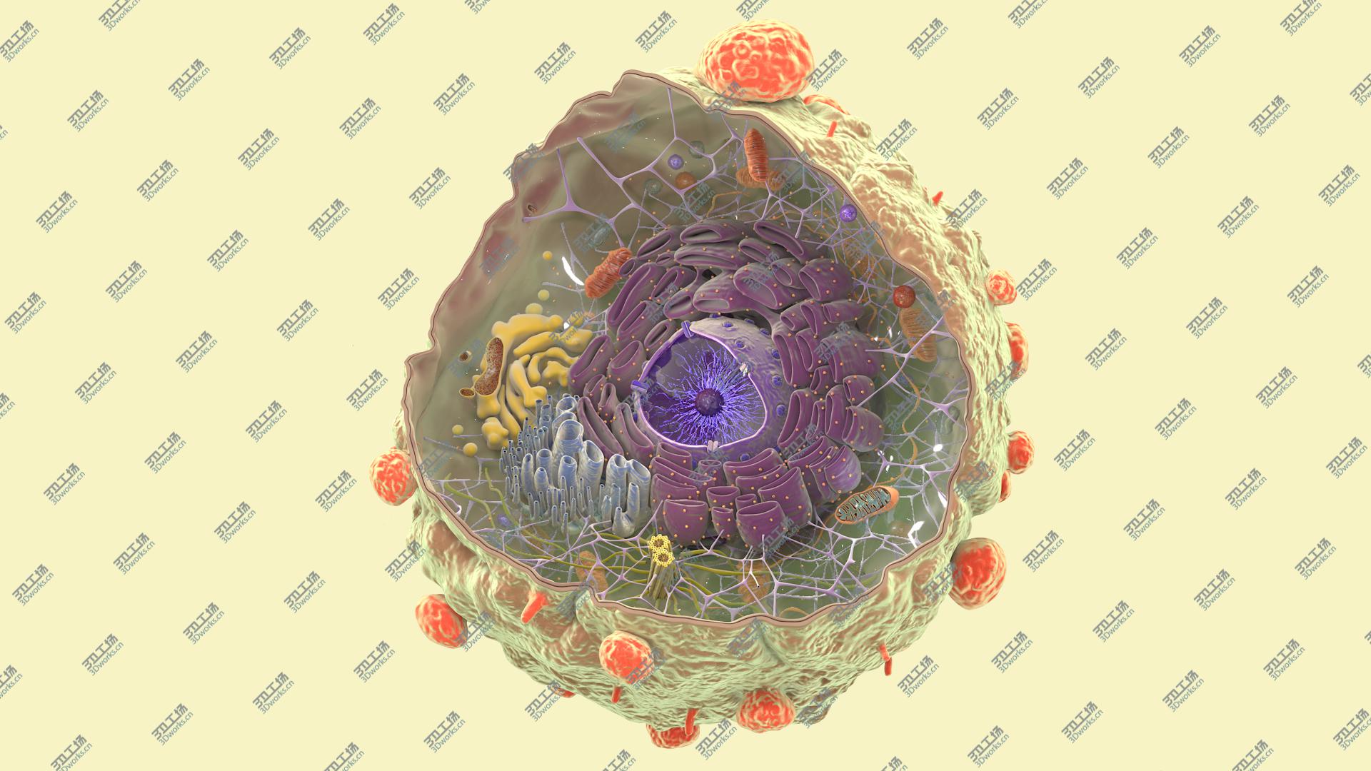 images/goods_img/202104021/3D Cancer Cell Structure model/3.jpg